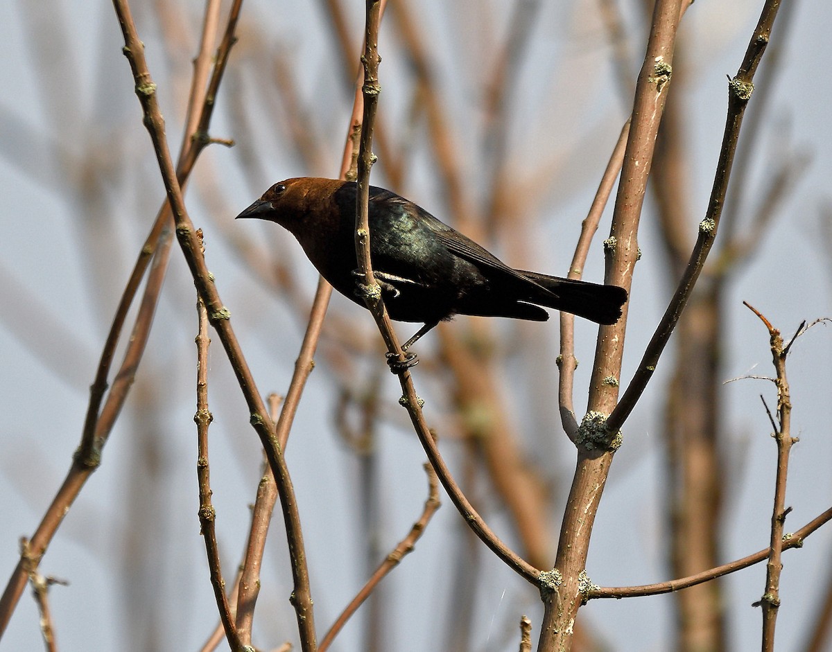 Brown-headed Cowbird - ML620872526