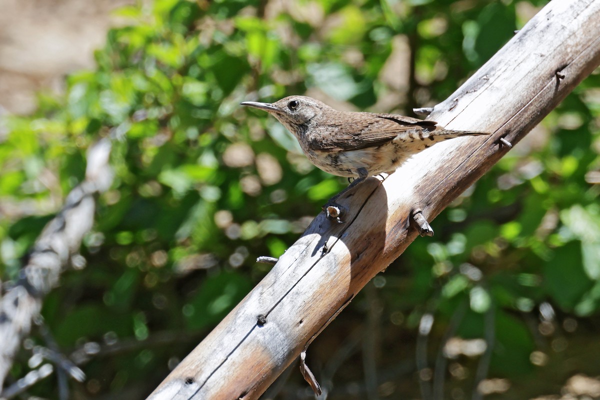 Rock Wren - ML620872527