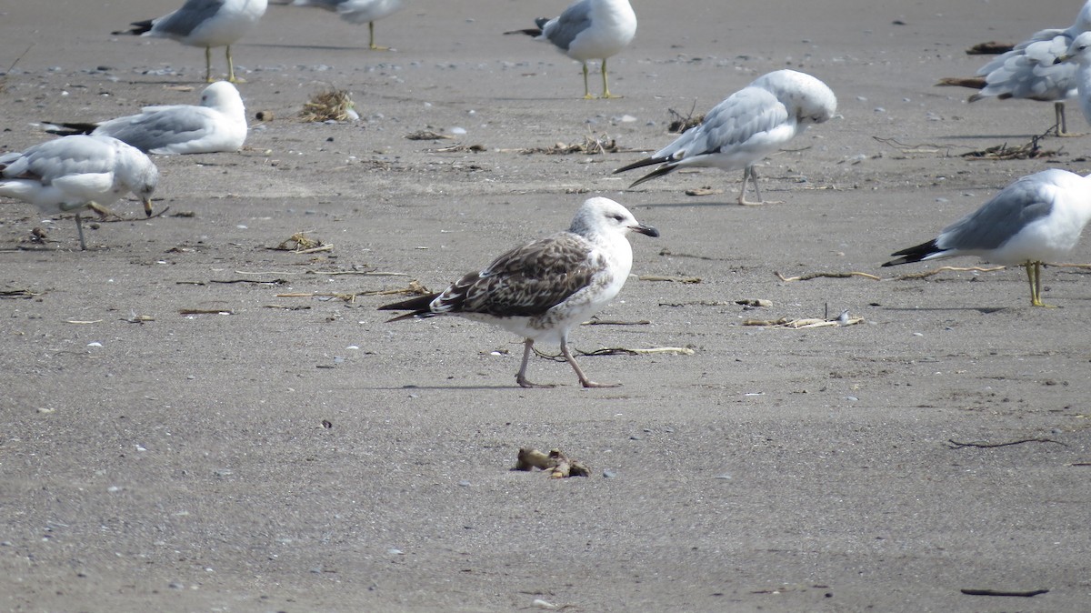 Ring-billed Gull - ML620872536