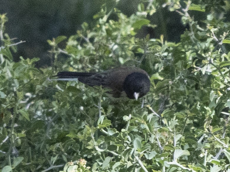 Dark-eyed Junco (Oregon) - ML620872541