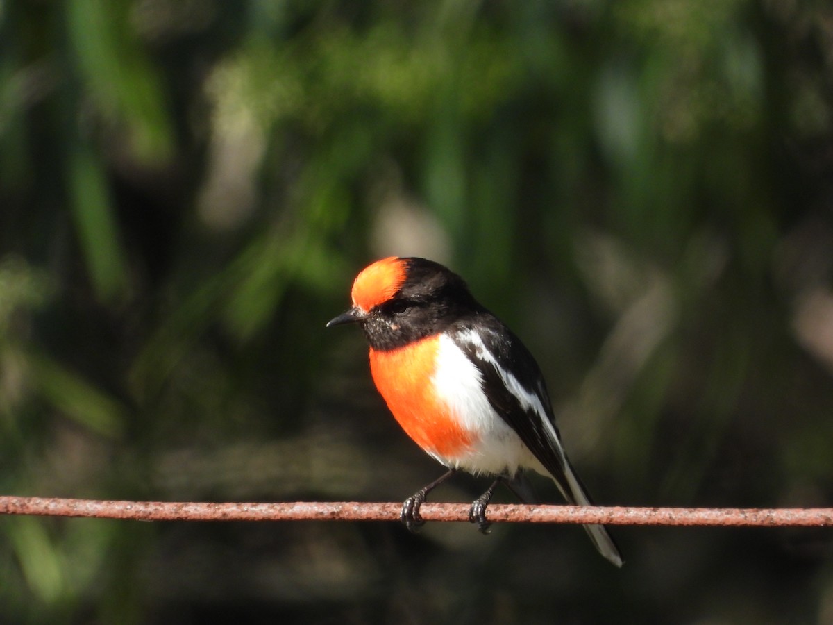 Red-capped Robin - Greg and Georgie Shaw