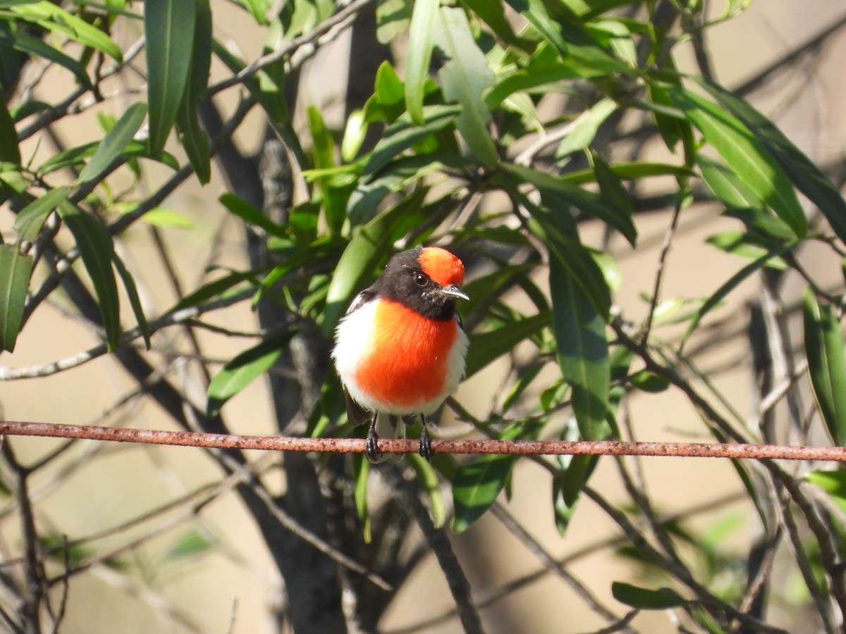 Red-capped Robin - ML620872544