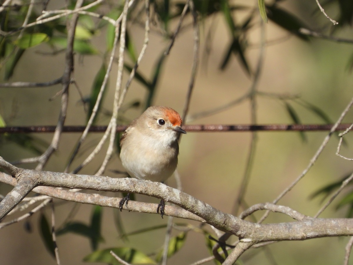 Red-capped Robin - ML620872545