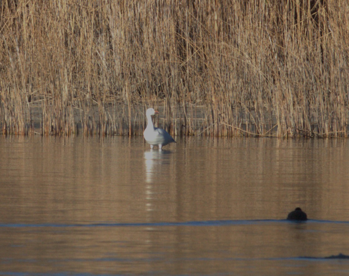 Snow Goose - ML620872548