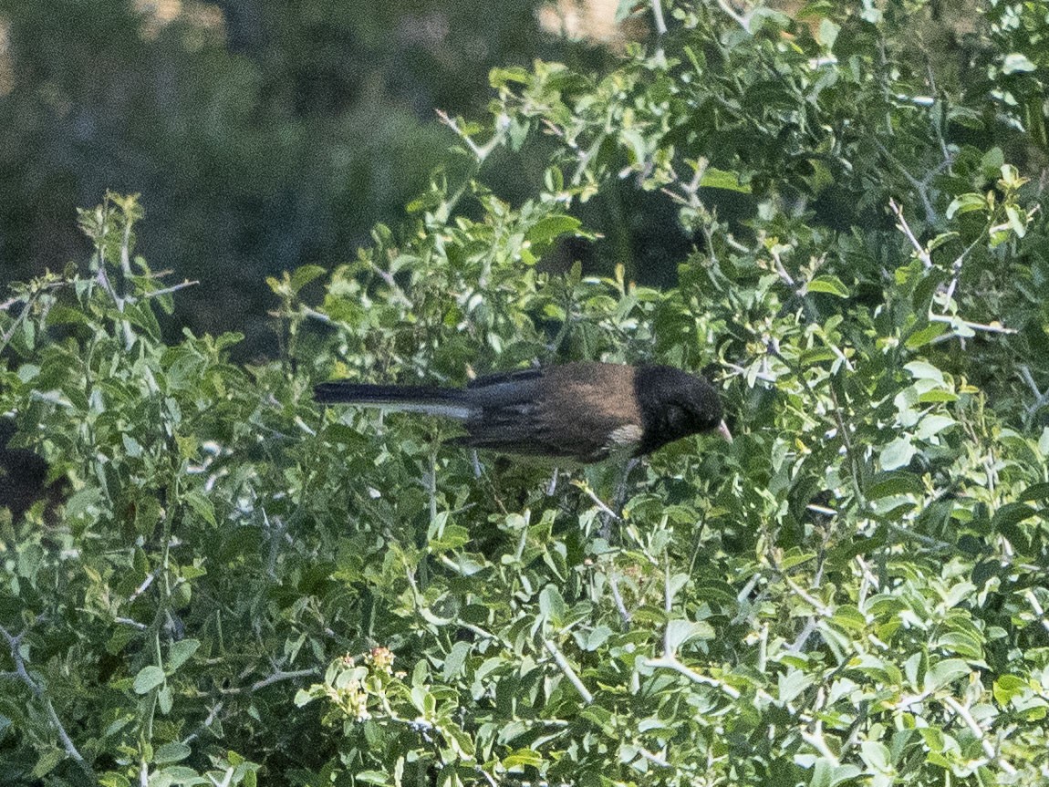 Dark-eyed Junco (Oregon) - ML620872549