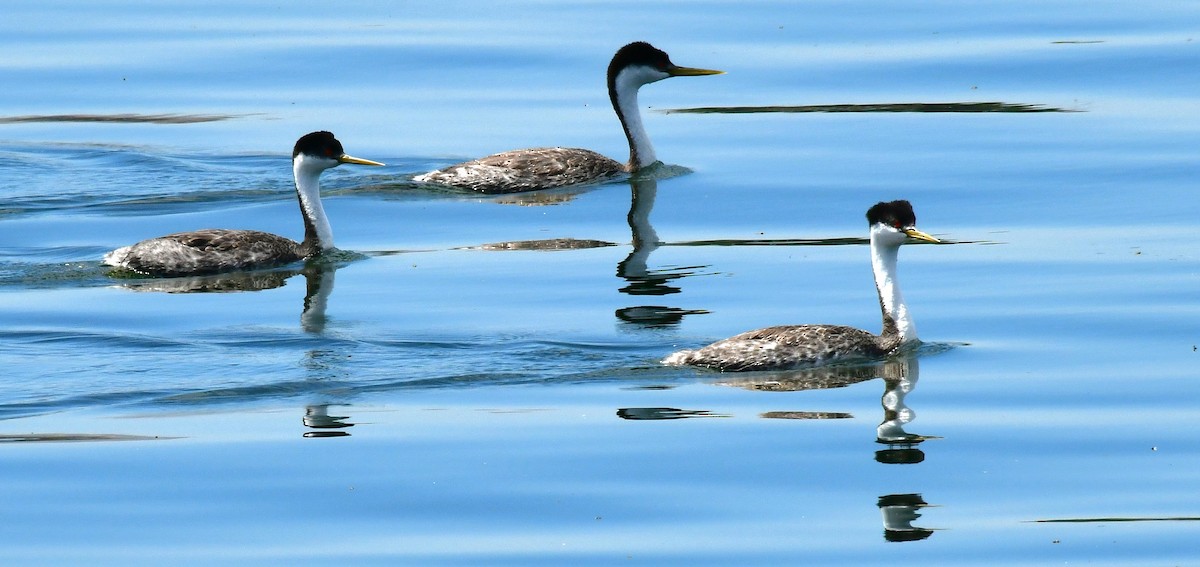 Western Grebe - ML620872550