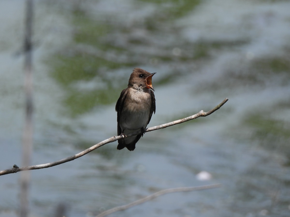 Northern Rough-winged Swallow - ML620872551
