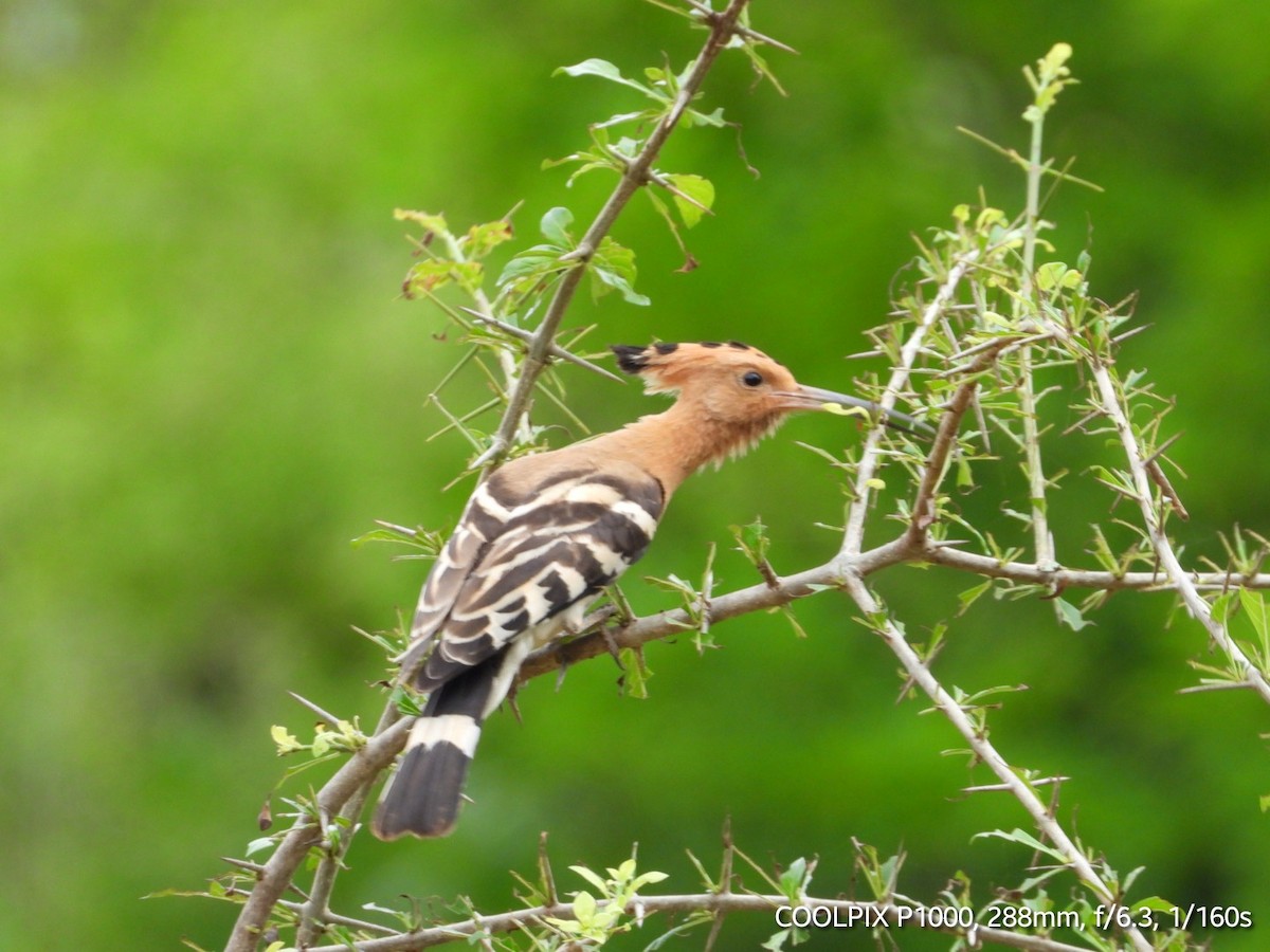 Eurasian Hoopoe - ML620872553