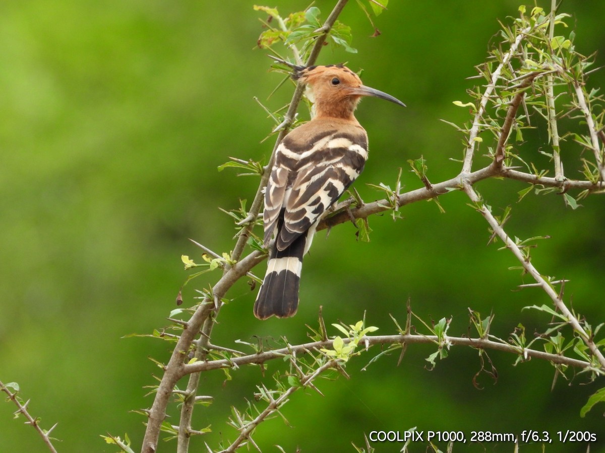 Eurasian Hoopoe - ML620872554