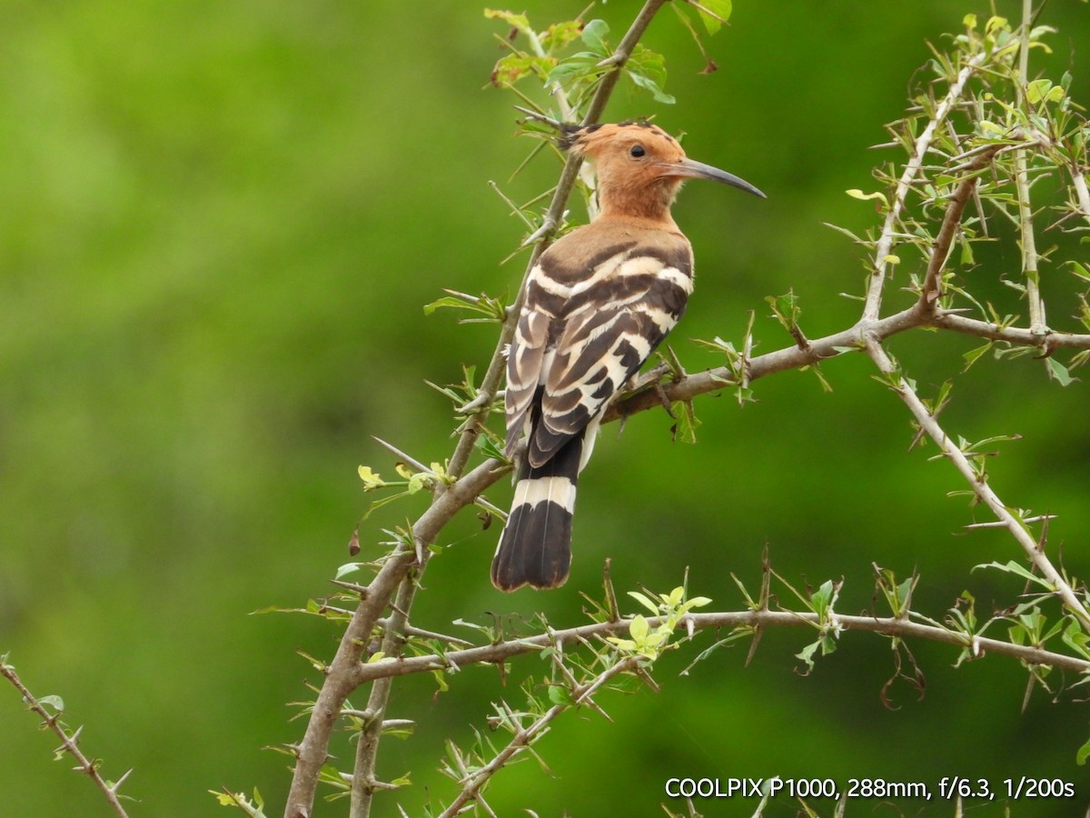 Eurasian Hoopoe - ML620872556