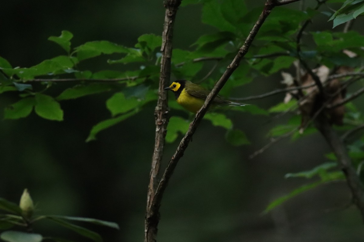 Hooded Warbler - Eric M. Hall