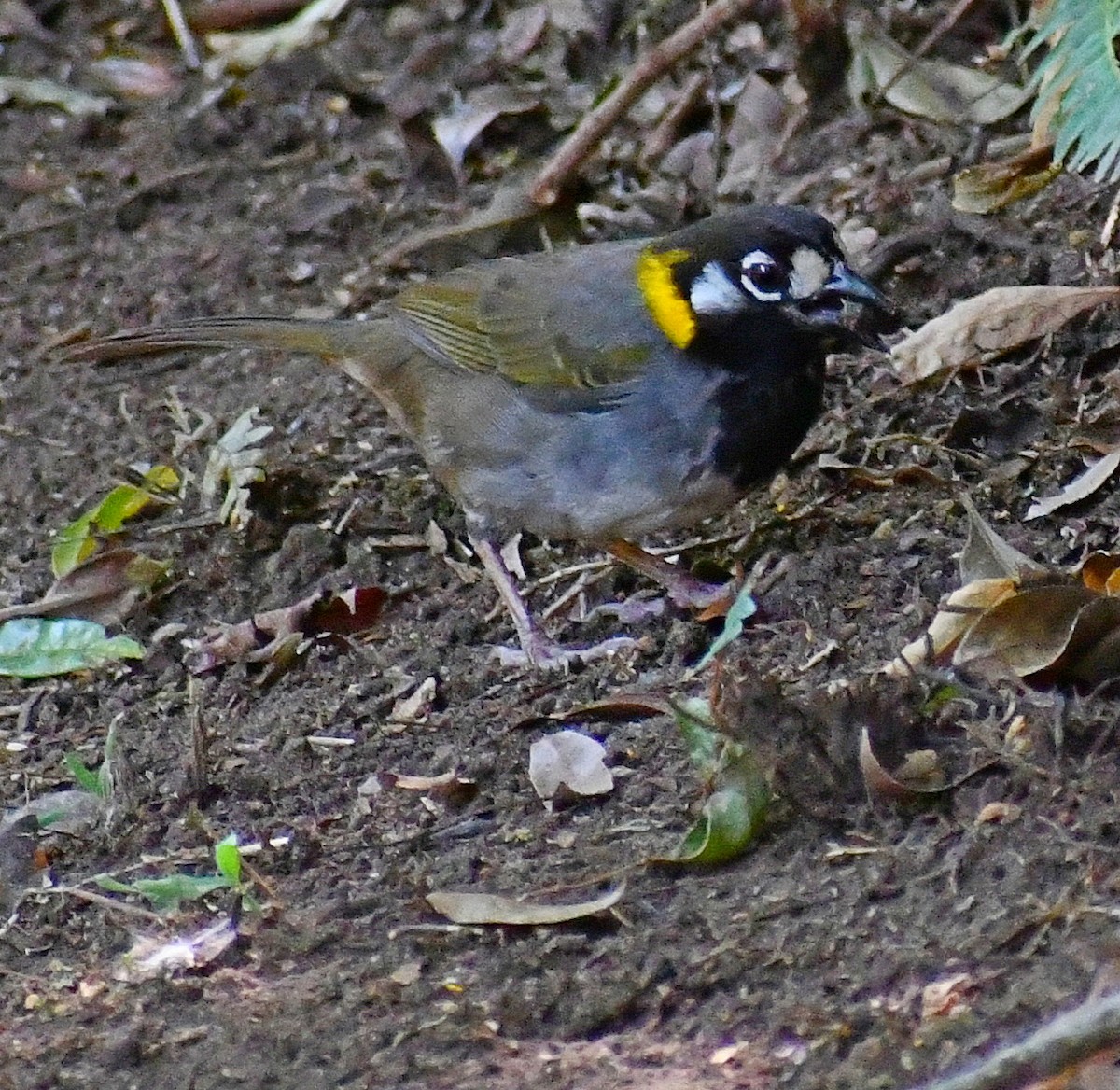 White-eared Ground-Sparrow - ML620872559