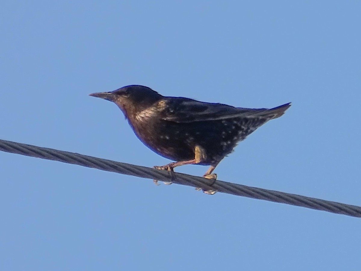 European Starling - ML620872561