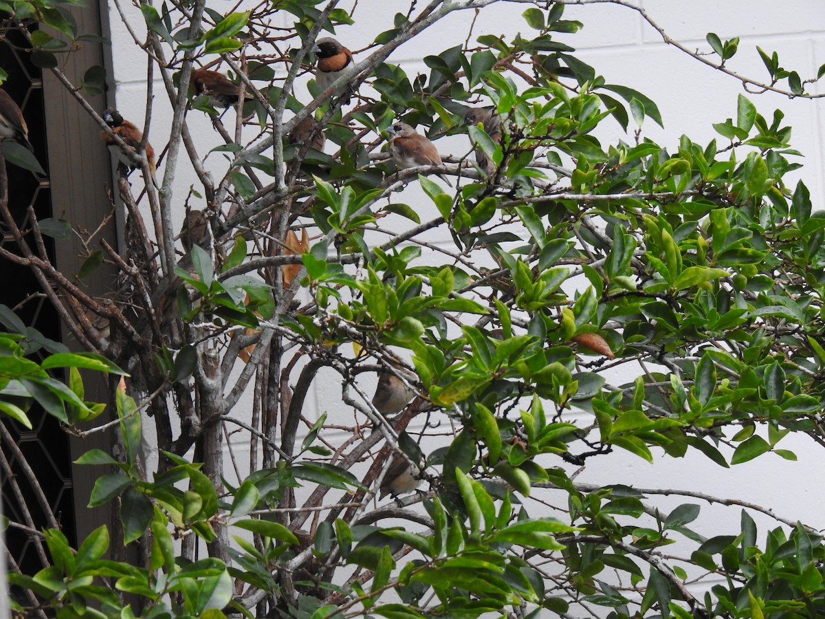 Chestnut-breasted Munia - Monica Mesch