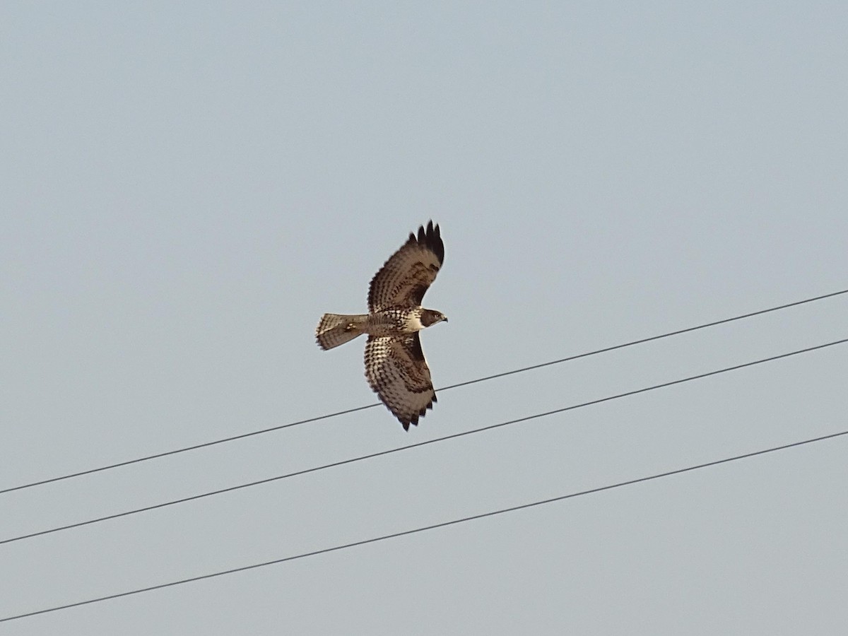 Red-tailed Hawk - ML620872565