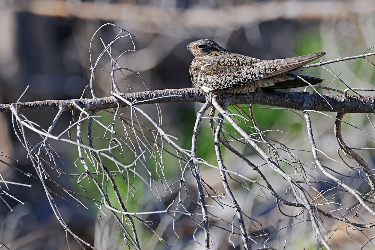 Common Nighthawk - ML620872569