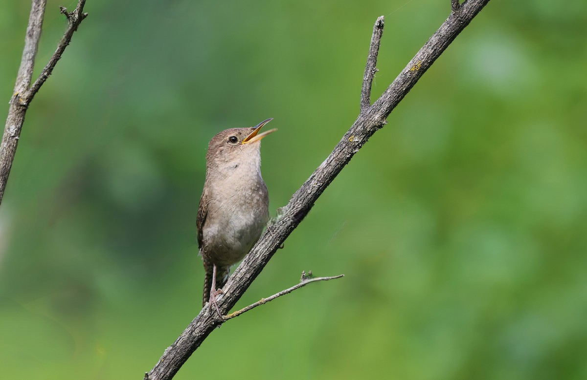 House Wren - ML620872572