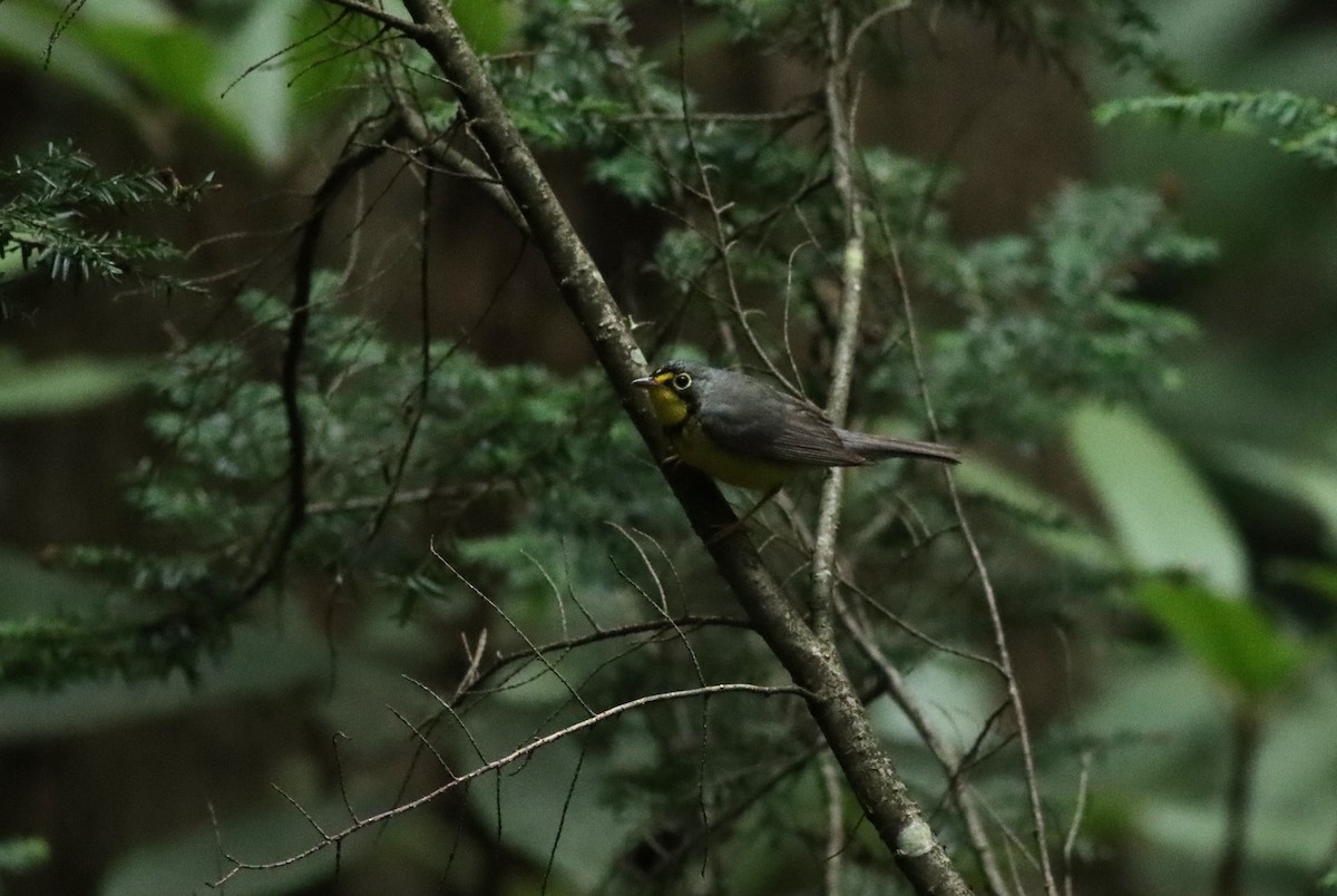 Canada Warbler - ML620872579