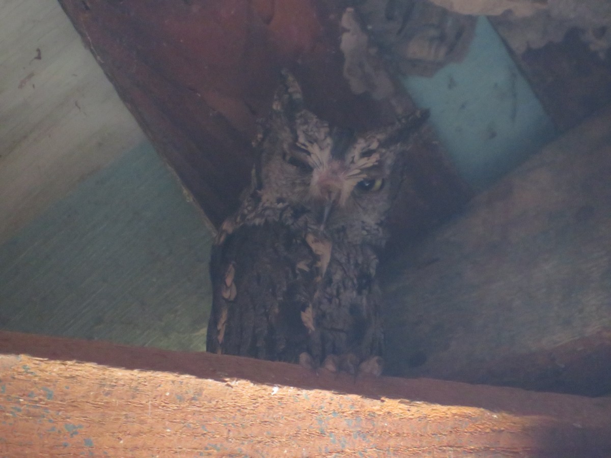 Western Screech-Owl - ML620872580