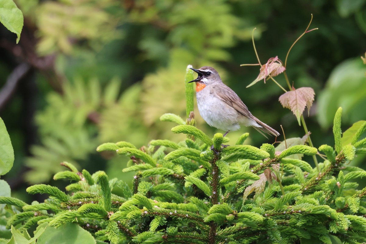 Siberian Rubythroat - ML620872589