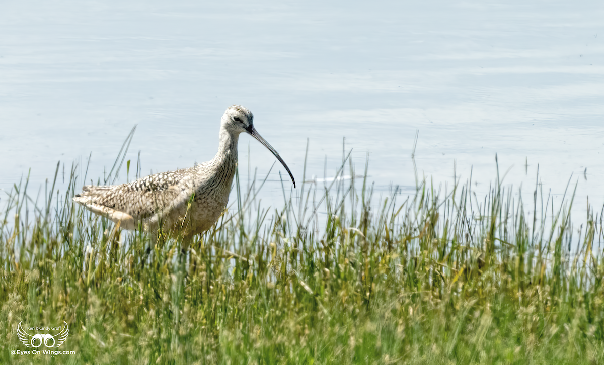 Long-billed Curlew - ML620872592