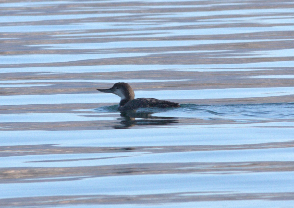 Common Loon - ML620872600