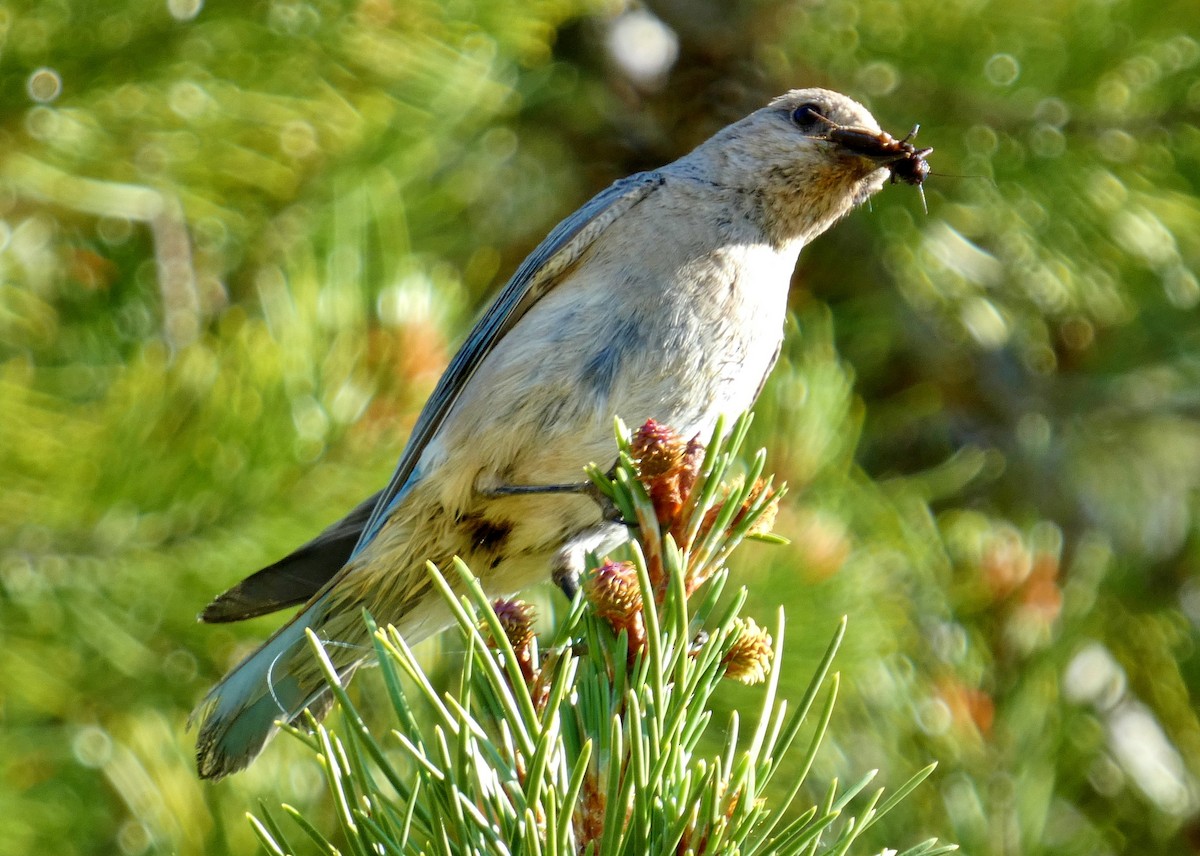 Mountain Bluebird - ML620872601