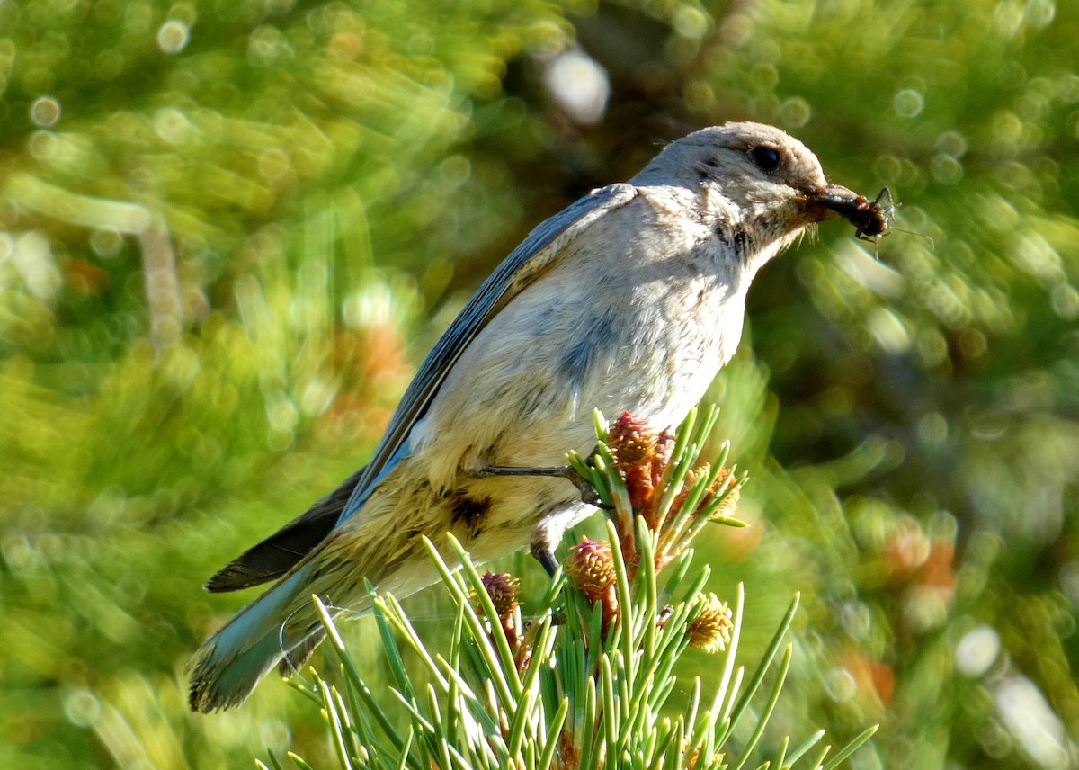 Mountain Bluebird - ML620872605