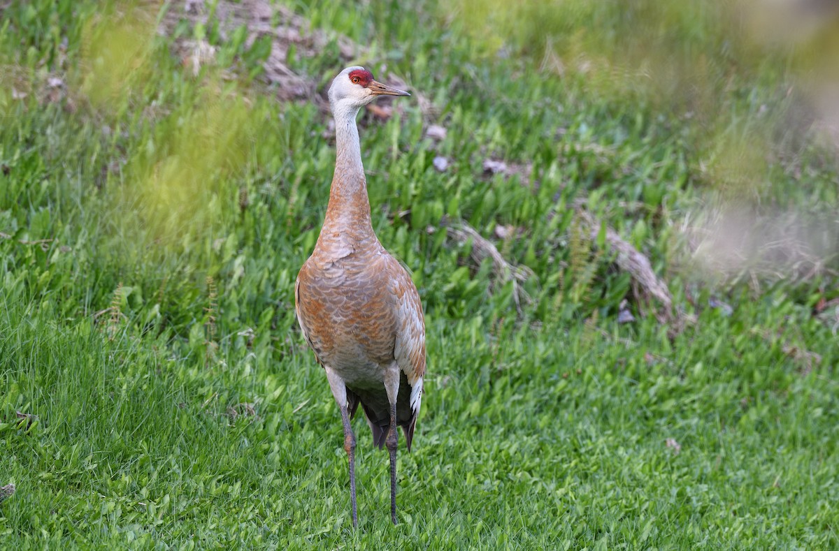 Sandhill Crane - ML620872607