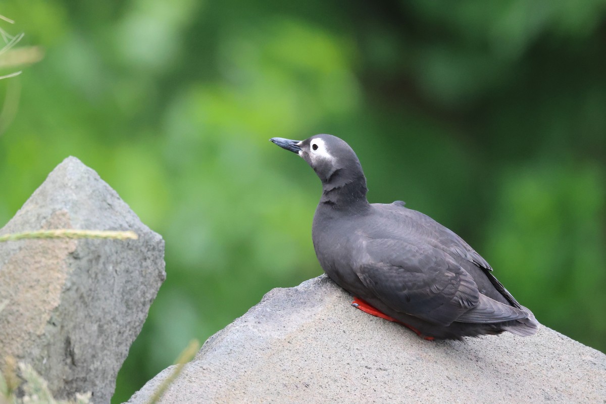 Spectacled Guillemot - ML620872615