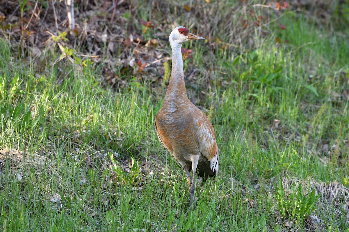 Sandhill Crane - ML620872617