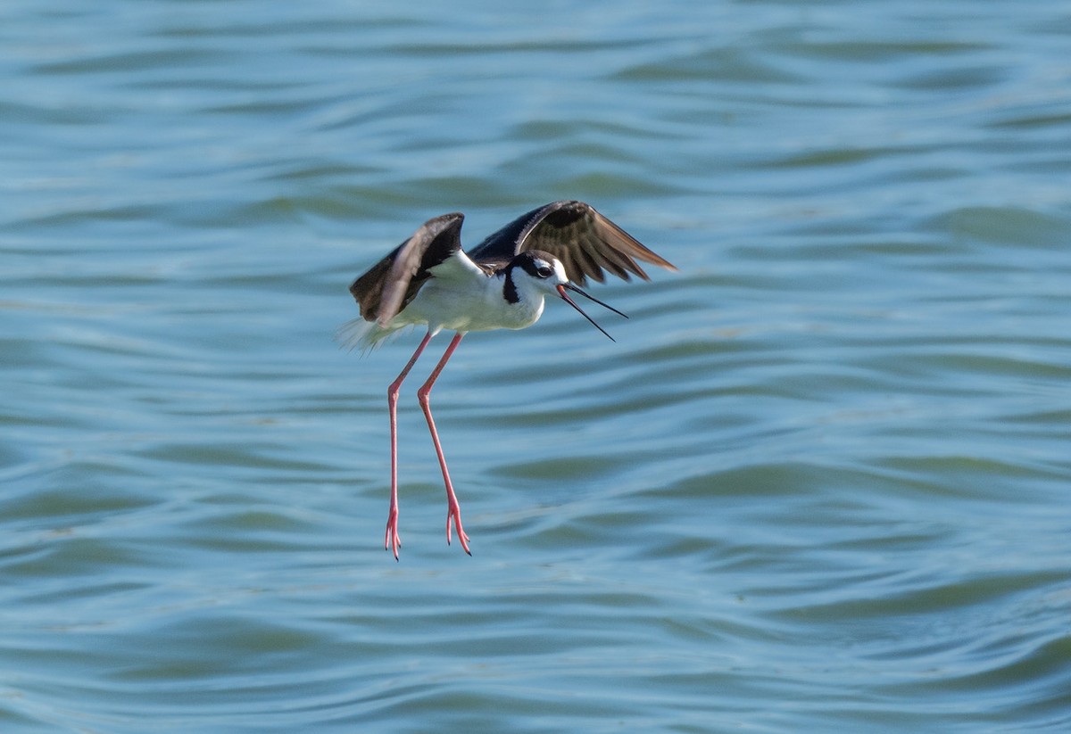 Black-necked Stilt - ML620872628