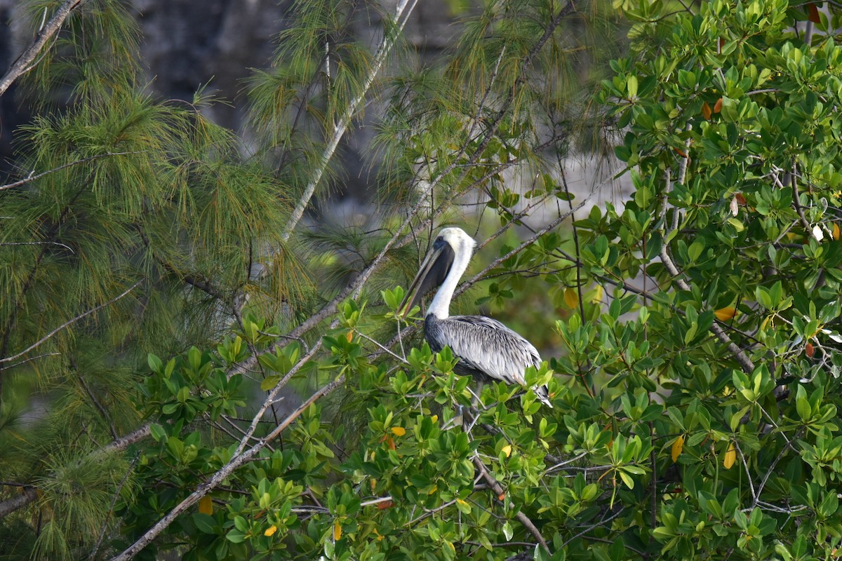 Brown Pelican - ML620872629