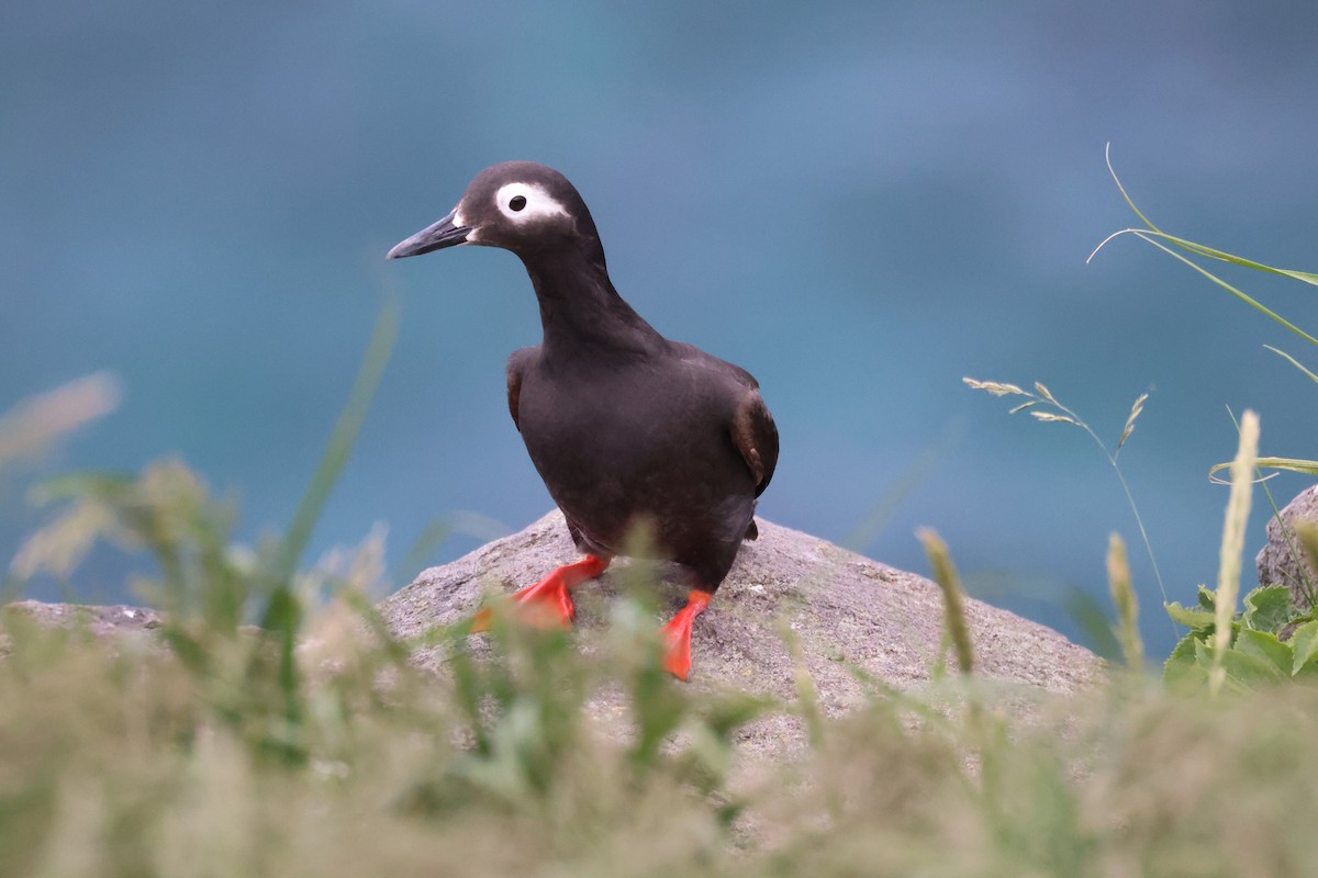 Spectacled Guillemot - ML620872632