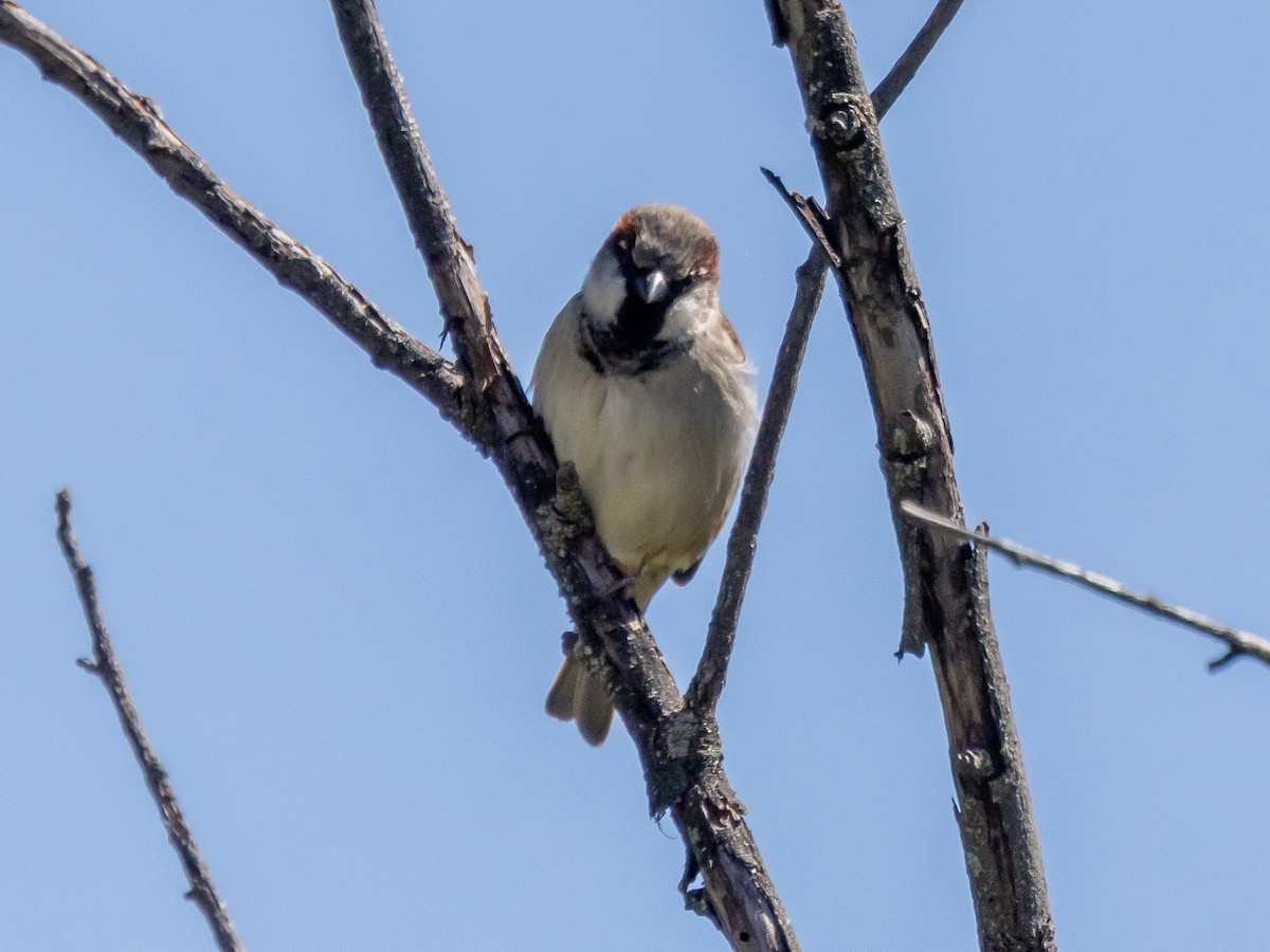 Moineau domestique - ML620872634