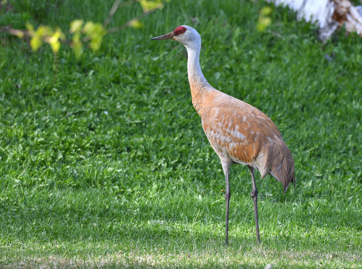 Sandhill Crane - ML620872636