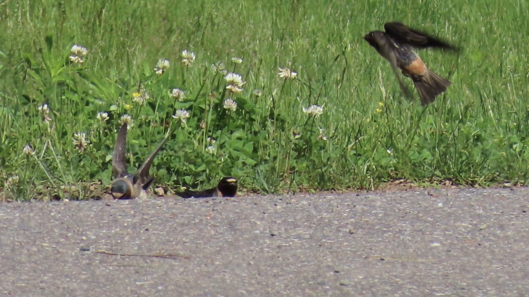 Cliff Swallow - Rick/linda olson