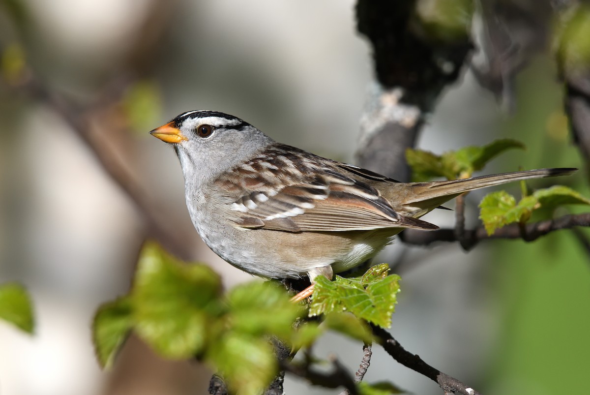 White-crowned Sparrow - ML620872646