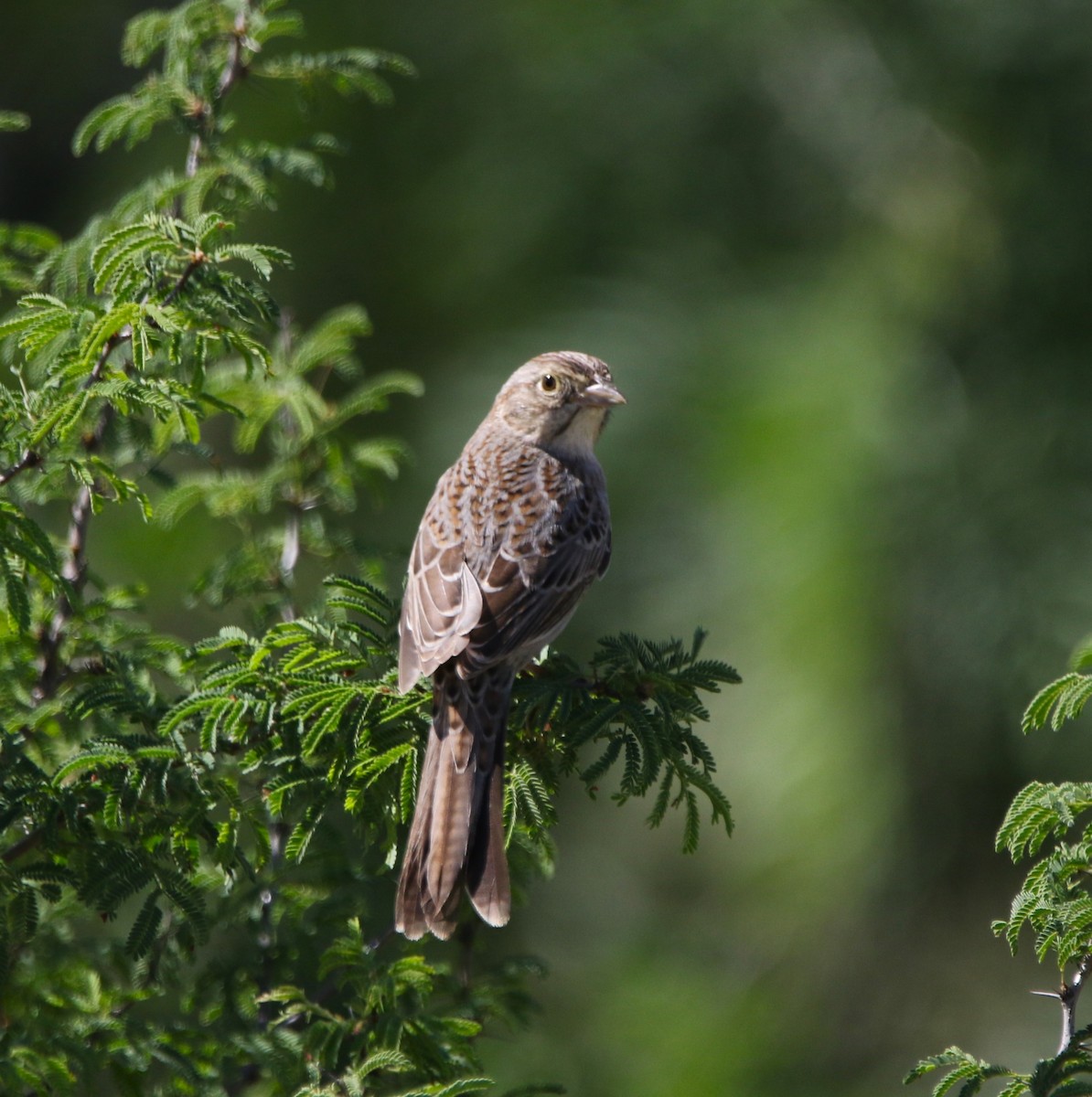 Cassin's Sparrow - ML620872658