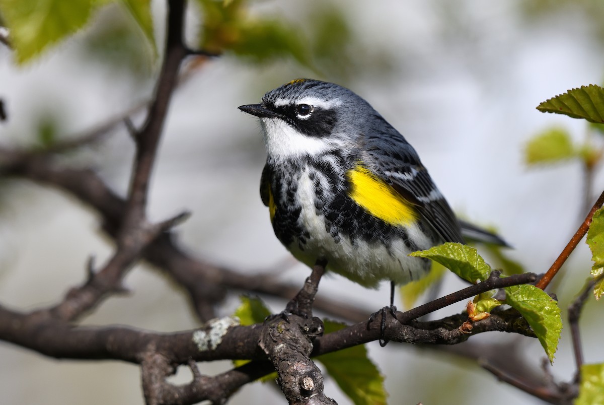 Yellow-rumped Warbler - ML620872659