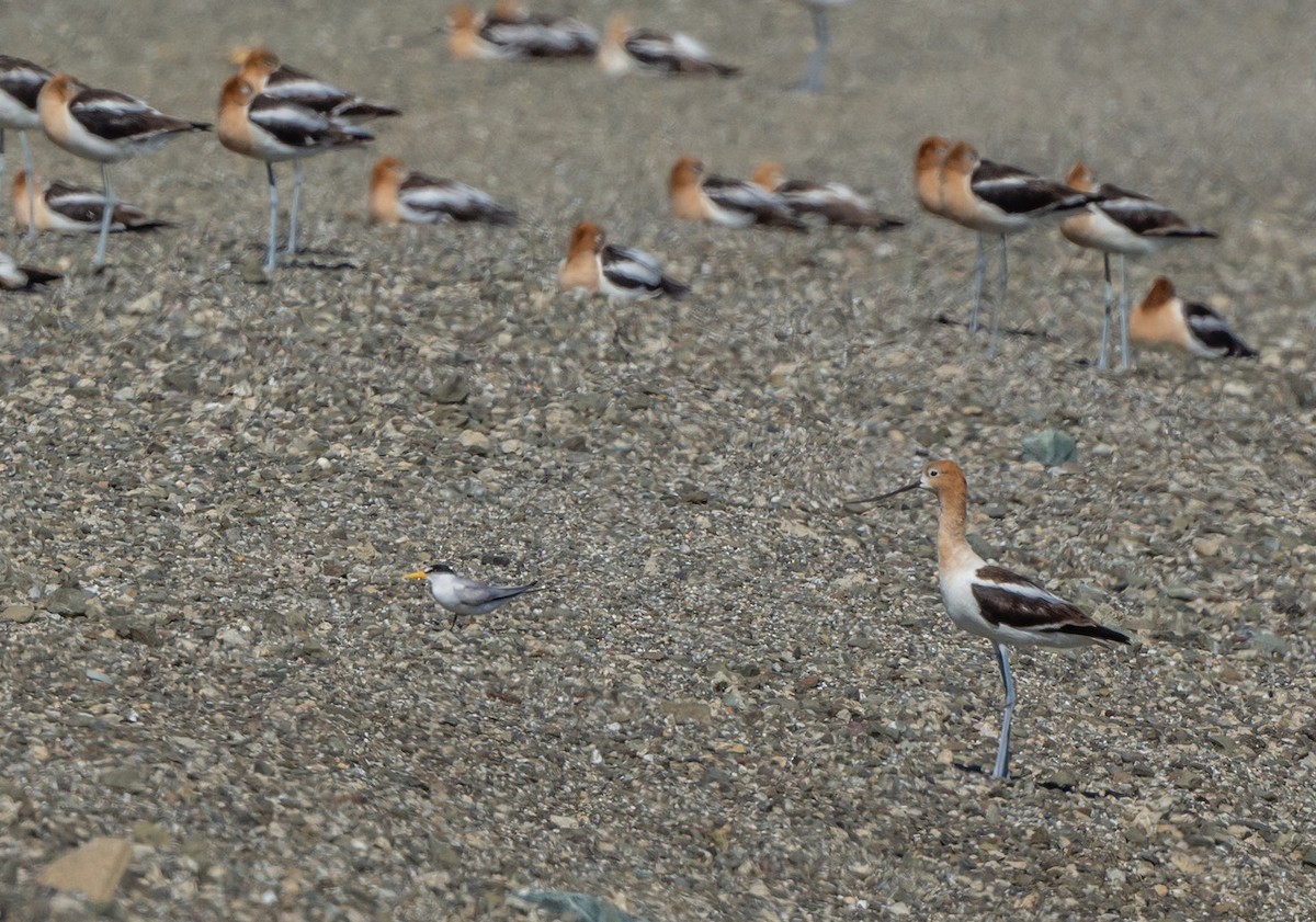 Avoceta Americana - ML620872663