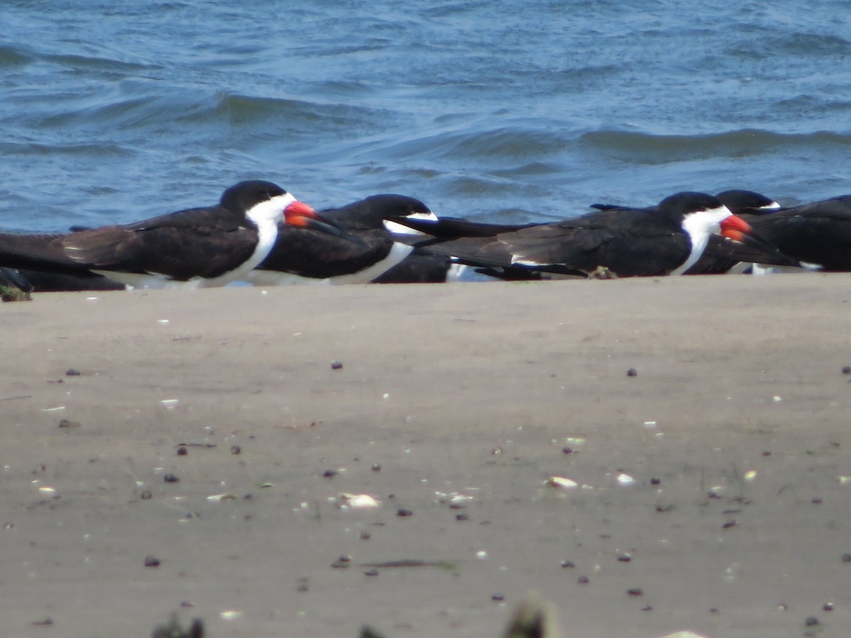 Black Skimmer - ML620872666