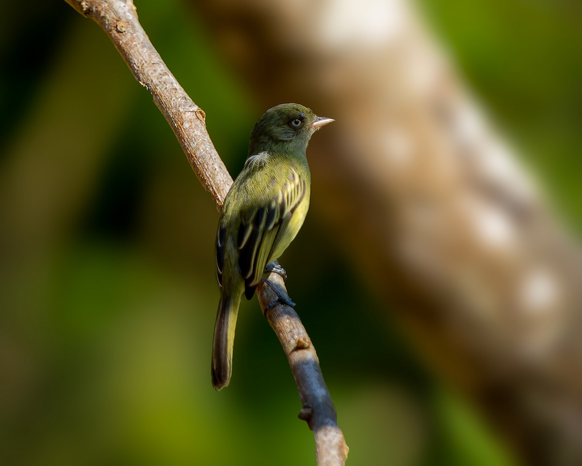 Mishana Tyrannulet - ML620872668