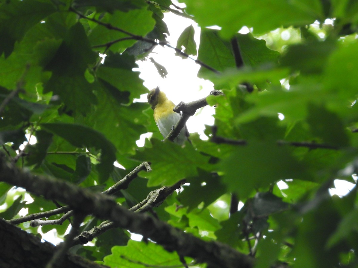 Yellow-throated Vireo - ML620872674