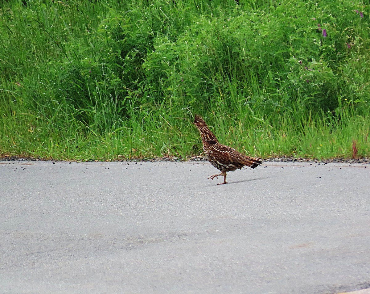 Ruffed Grouse - ML620872695