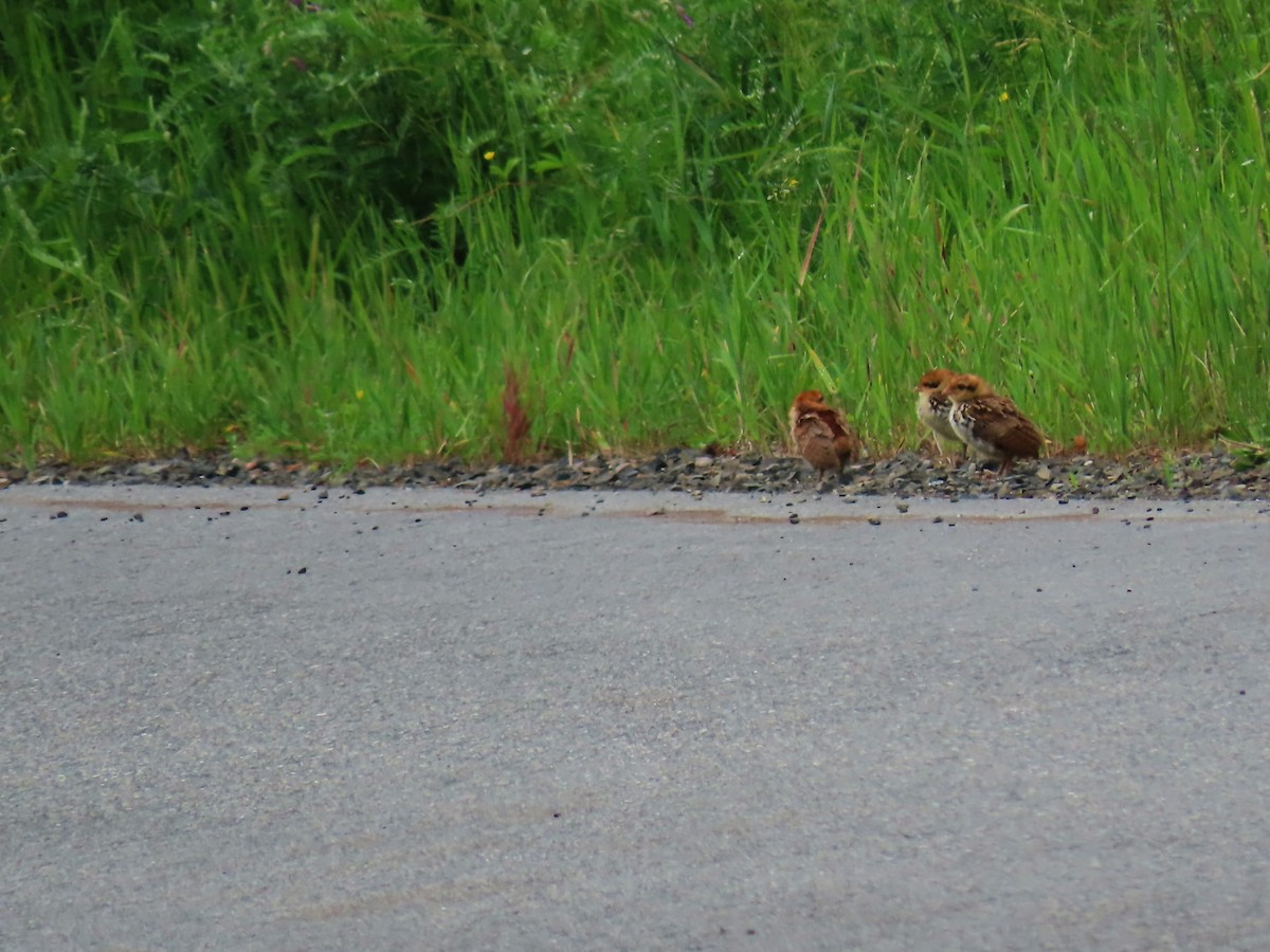 Ruffed Grouse - ML620872696