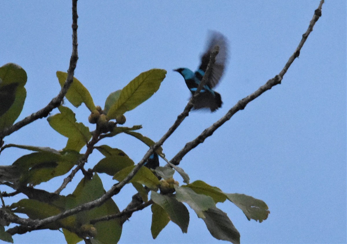 Scarlet-thighed Dacnis - Jerry Davis