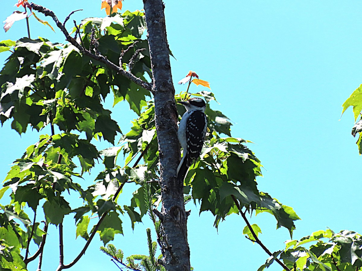 Hairy Woodpecker - ML620872701