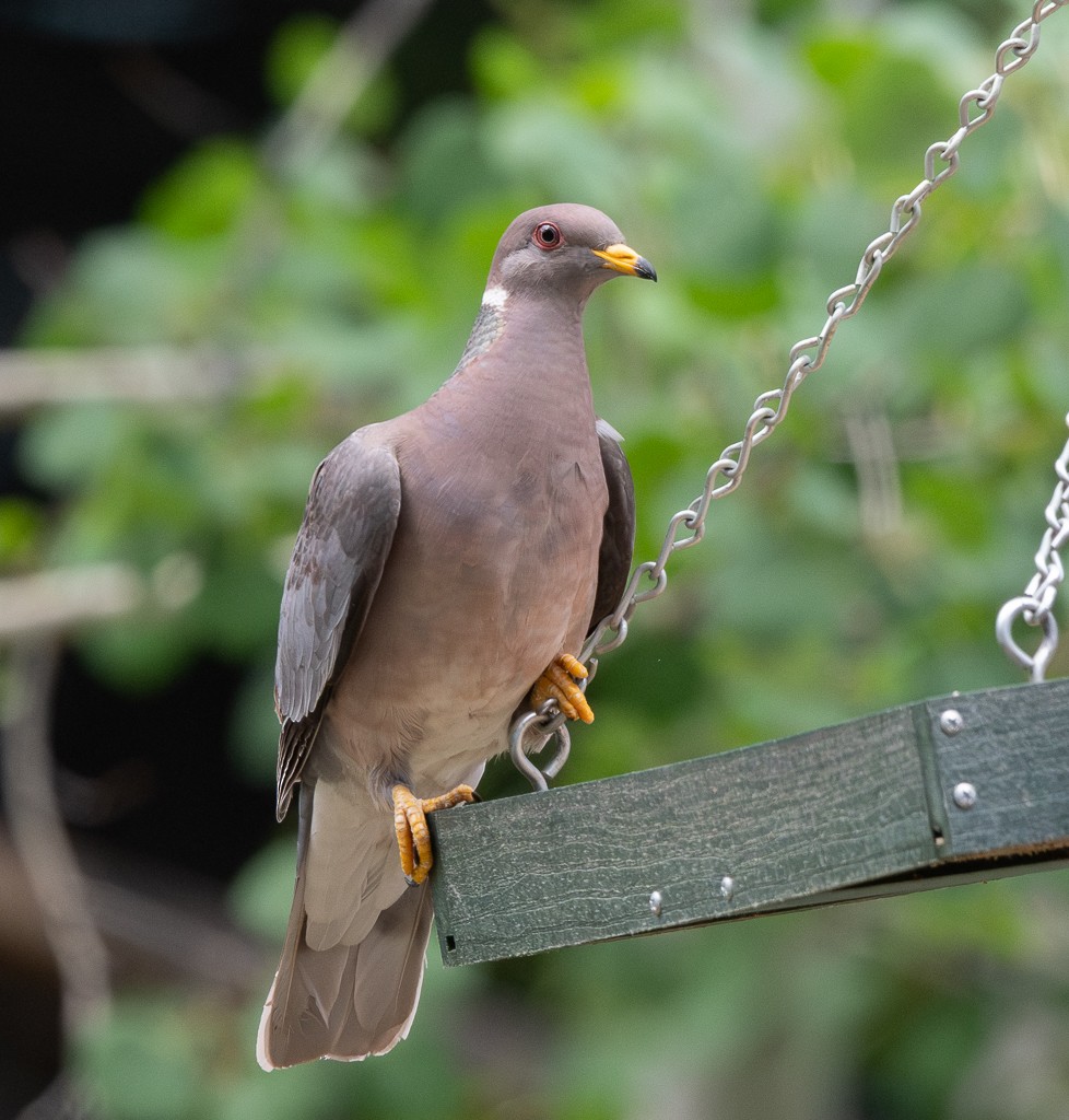 Band-tailed Pigeon - ML620872704