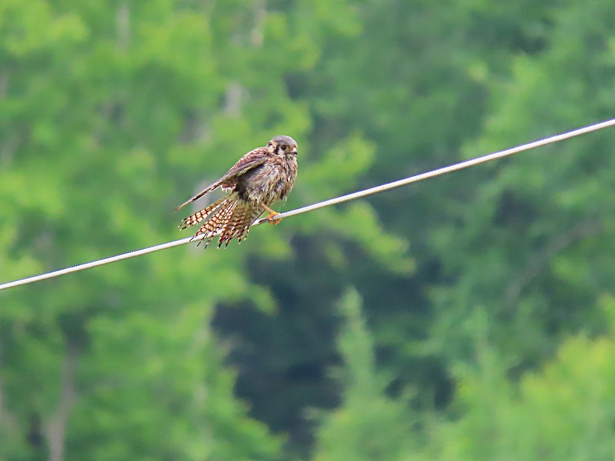 American Kestrel - ML620872707